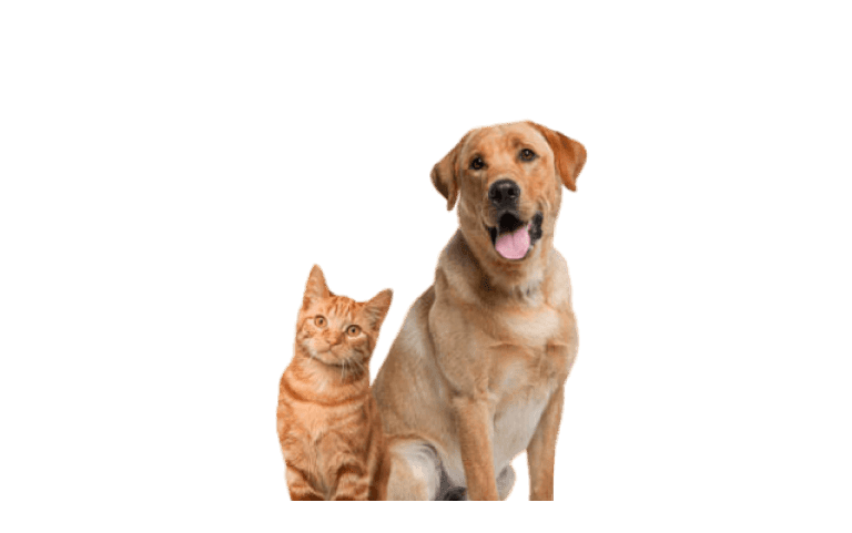Pampered Pets